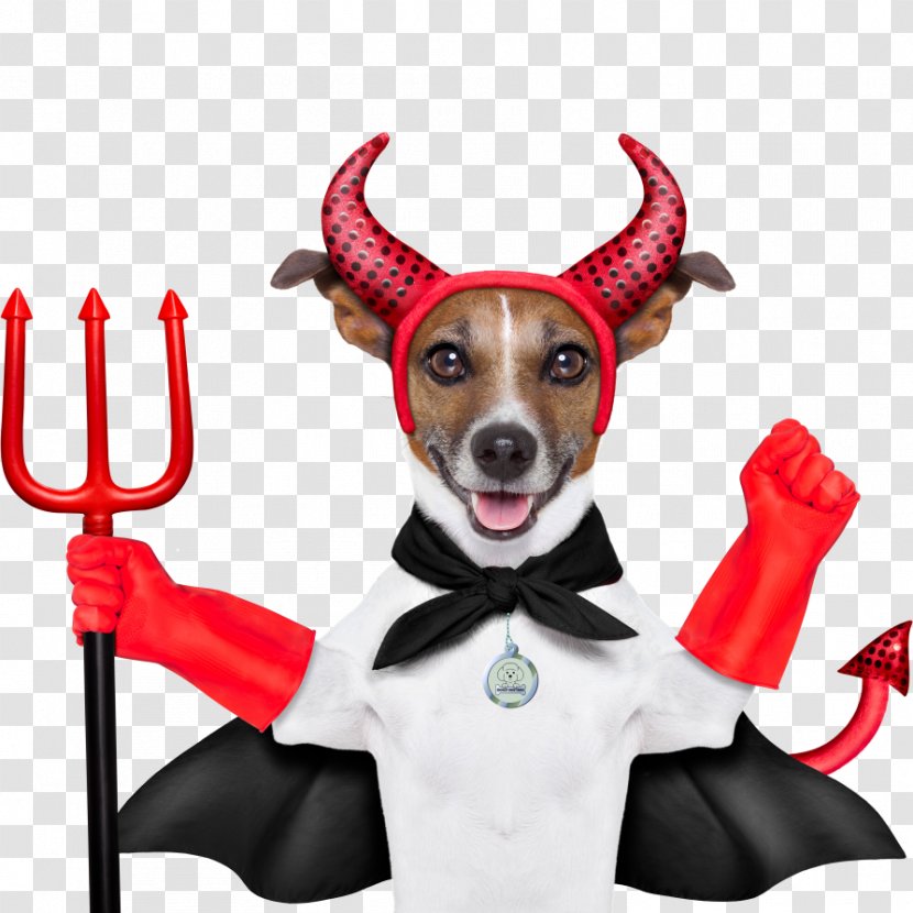 Dobermann German Pinscher Devil Dog Stock Photography Transparent PNG