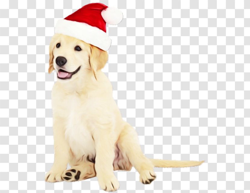 Golden Retriever Background - Bulldog - Costume Hat Paw Transparent PNG