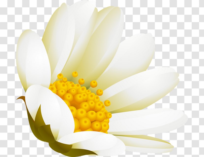 Petal Advertising White Painting - Flower Transparent PNG