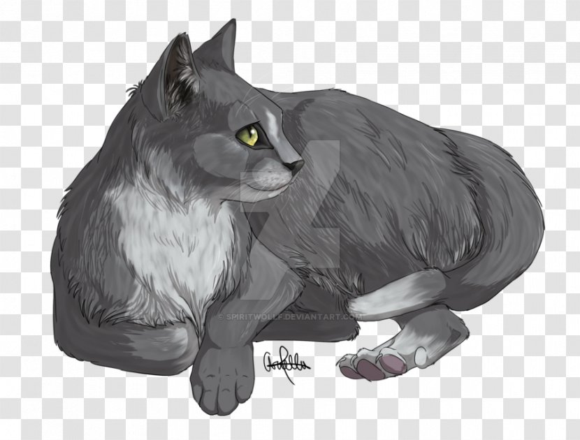 Korat Whiskers Nebelung Kitten Domestic Short-haired Cat - Fauna Transparent PNG