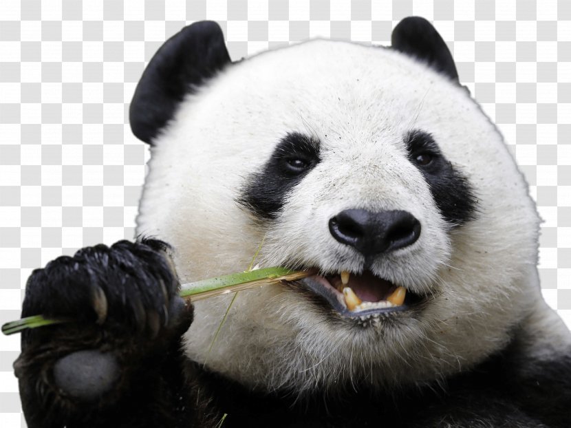 Chengdu Research Base Of Giant Panda Breeding San Diego Zoo Bear - World Wide Fund For Nature Transparent PNG