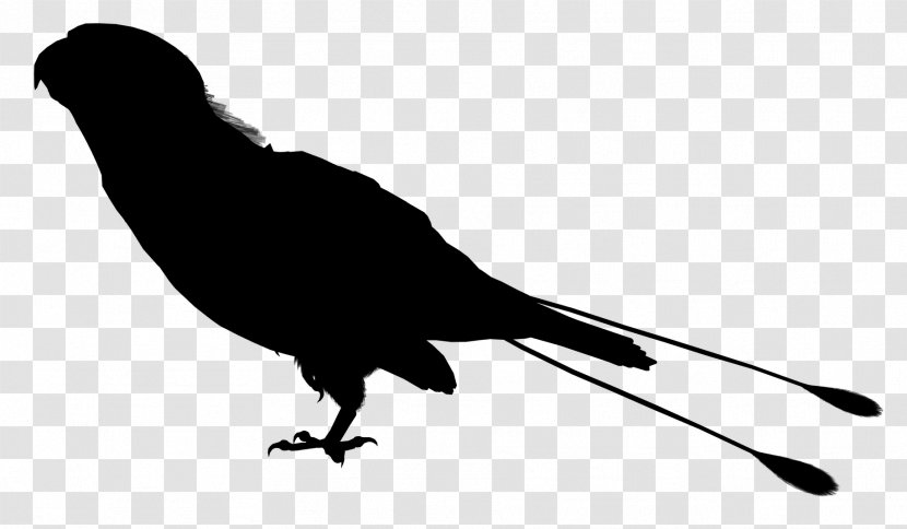 Beak Fauna Silhouette Font - Blackbird - Tail Transparent PNG