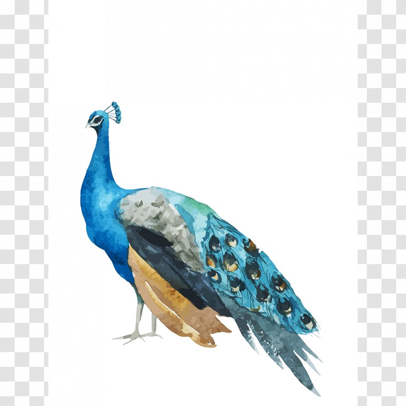 Pavo Asiatic Peafowl - Bird - Feather Transparent PNG