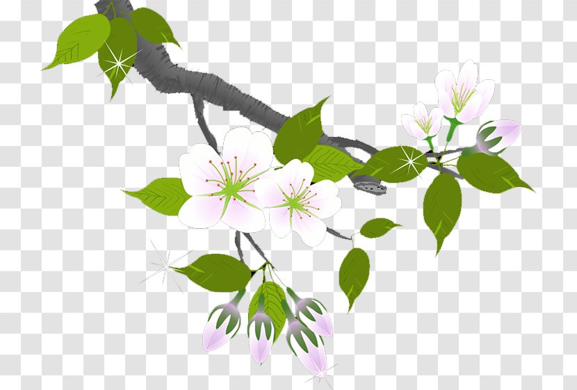 Plum Blossom Flower Branch Petal Transparent PNG