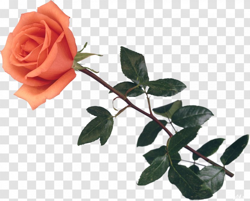 Garden Roses Centifolia Still Life: Pink Flower - Rosaceae - Rose Transparent PNG