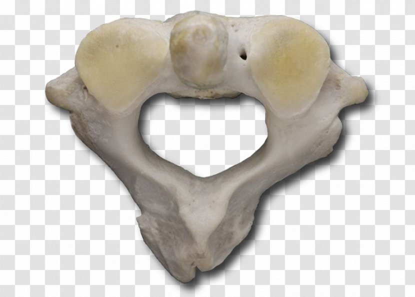 Atlas Anatomy Bone Snout Vertebral Column - Cervical Vertebra Transparent PNG