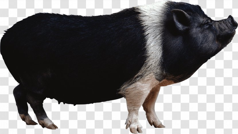 Domestic Pig The Blue Bird Farming Fodder Cattle - Miniature - Black Image Transparent PNG