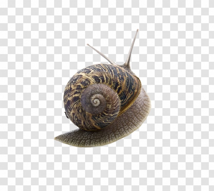 Snail Orthogastropoda Caracol - Snails Transparent PNG