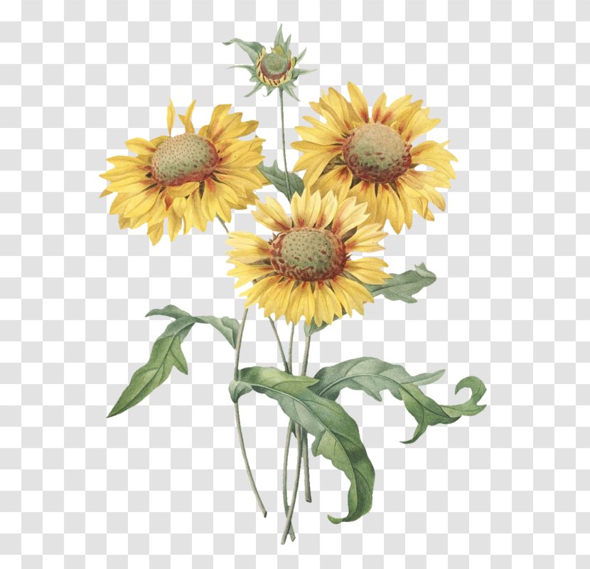 Botanical Illustration Common Sunflower Printmaking - Plant - Flower Transparent PNG