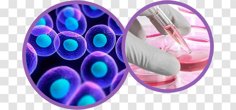 Stem Cell Molecular Biology Signaling - Chemistry - Science Transparent PNG