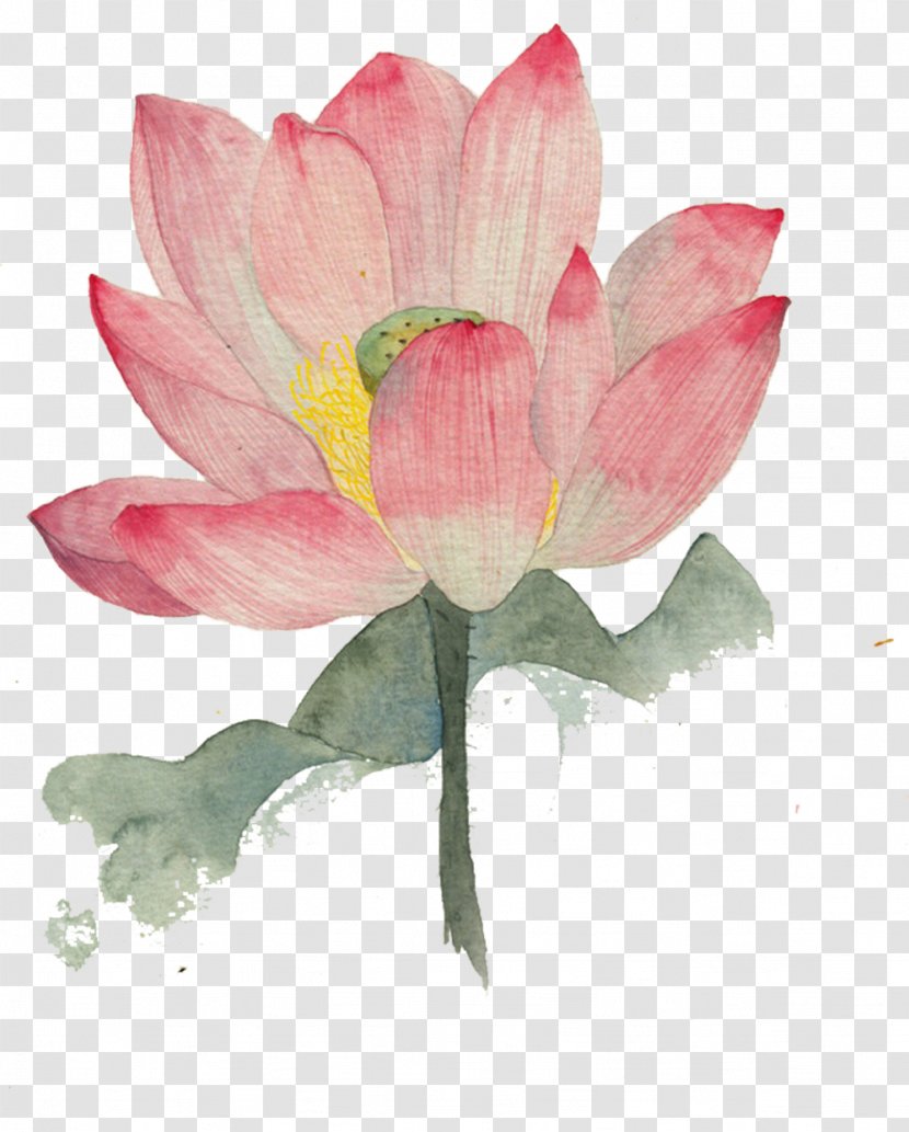 Watercolor Painting Nelumbo Nucifera Ink Wash Illustration - Proteales - Lotus Picture Material Transparent PNG