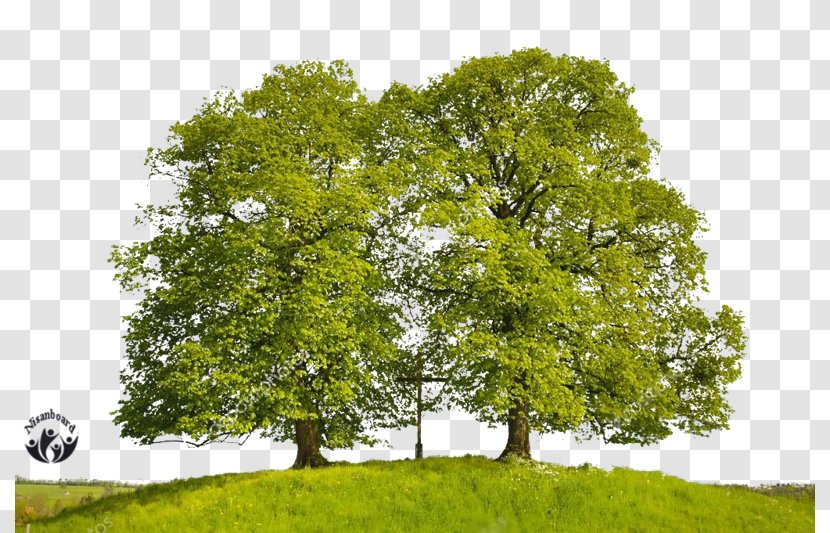 Branch Tree Oak - Biome Transparent PNG