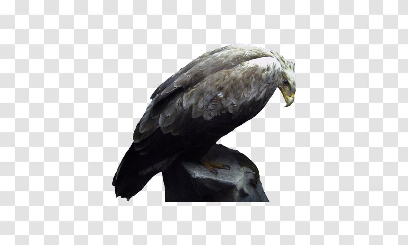 Bird Sculpture Clip Art - Eagle - Gray Birds Transparent PNG