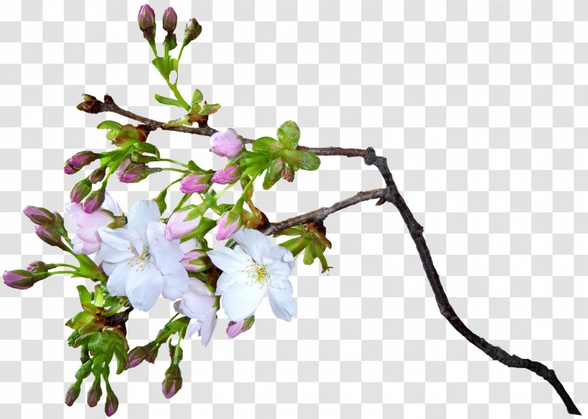 Flower Animation - Leaf - Cherry Blossom Transparent PNG