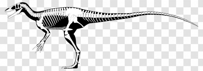 Megaraptor Australovenator Aerosteon Dinosaur Utahraptor - Water Bird - Reconstruction Transparent PNG