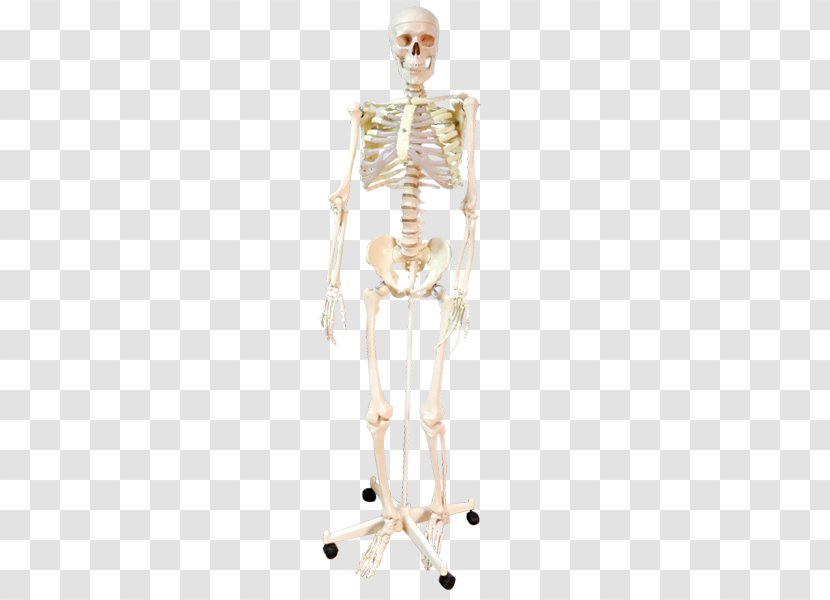 Homo Sapiens Human Skeleton Shoulder Body - Silhouette Transparent PNG