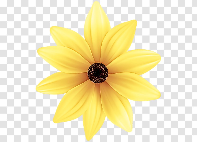 Sunflower - Petal - Blackeyed Susan Closeup Transparent PNG