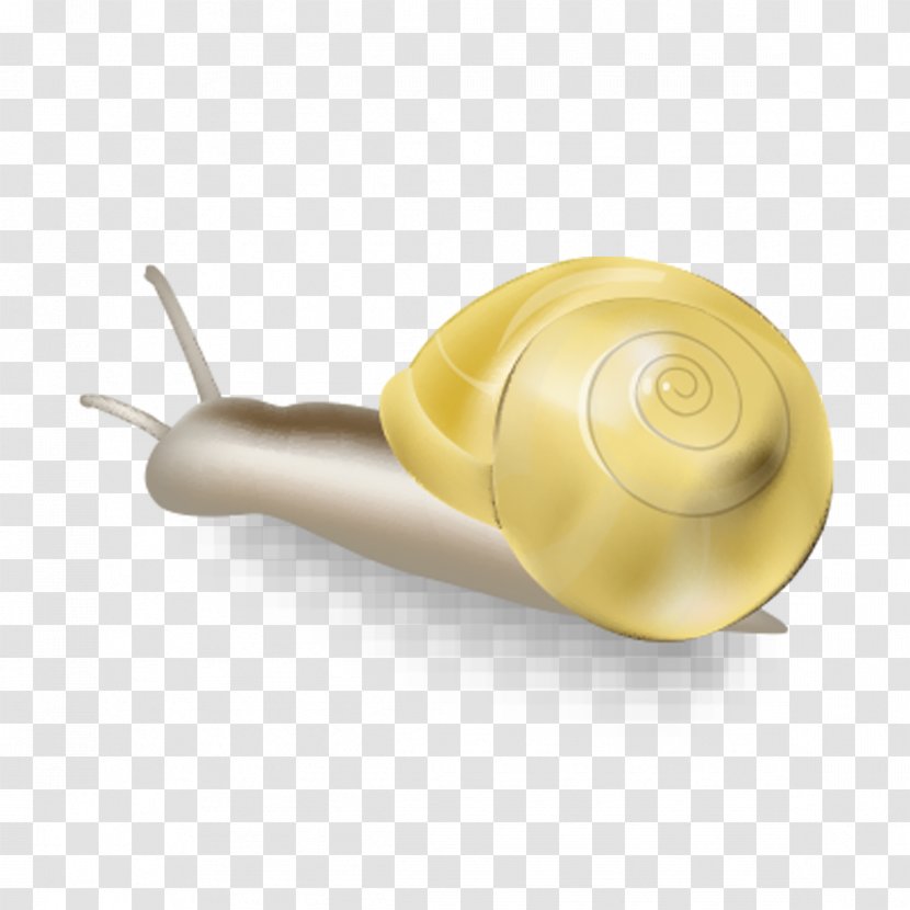 Snail Orthogastropoda Cartoon - Hand-painted Transparent PNG