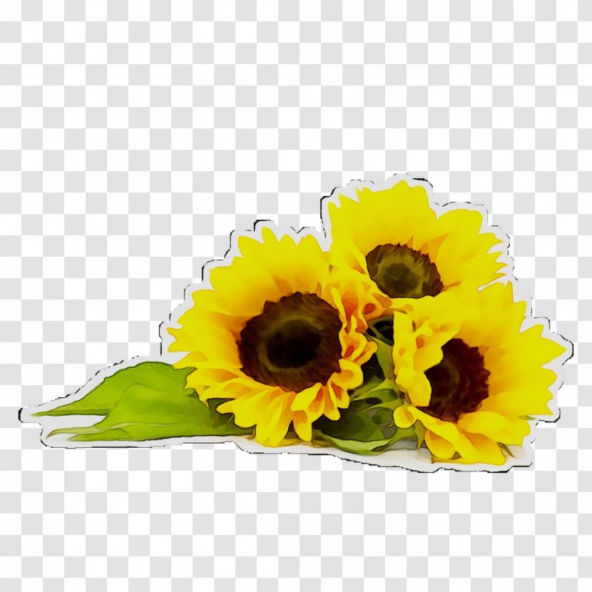 Common Sunflower Stock Photography Alamy Seed - Cut Flowers - Oil Transparent PNG