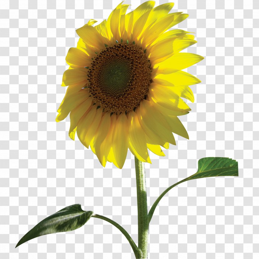 Common Sunflower - Seed Transparent PNG
