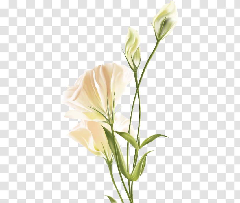 Flower Euclidean Vector White - Art - Lily Transparent PNG