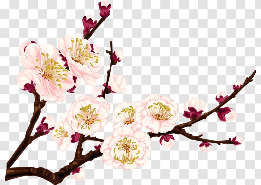 Plum Blossom Drawing Clip Art - Flower Arranging - Chinese Transparent PNG