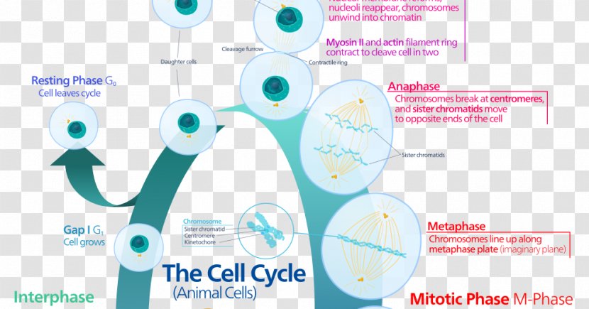 Cell Cycle Mitosis Interphase Division - Diagram Transparent PNG