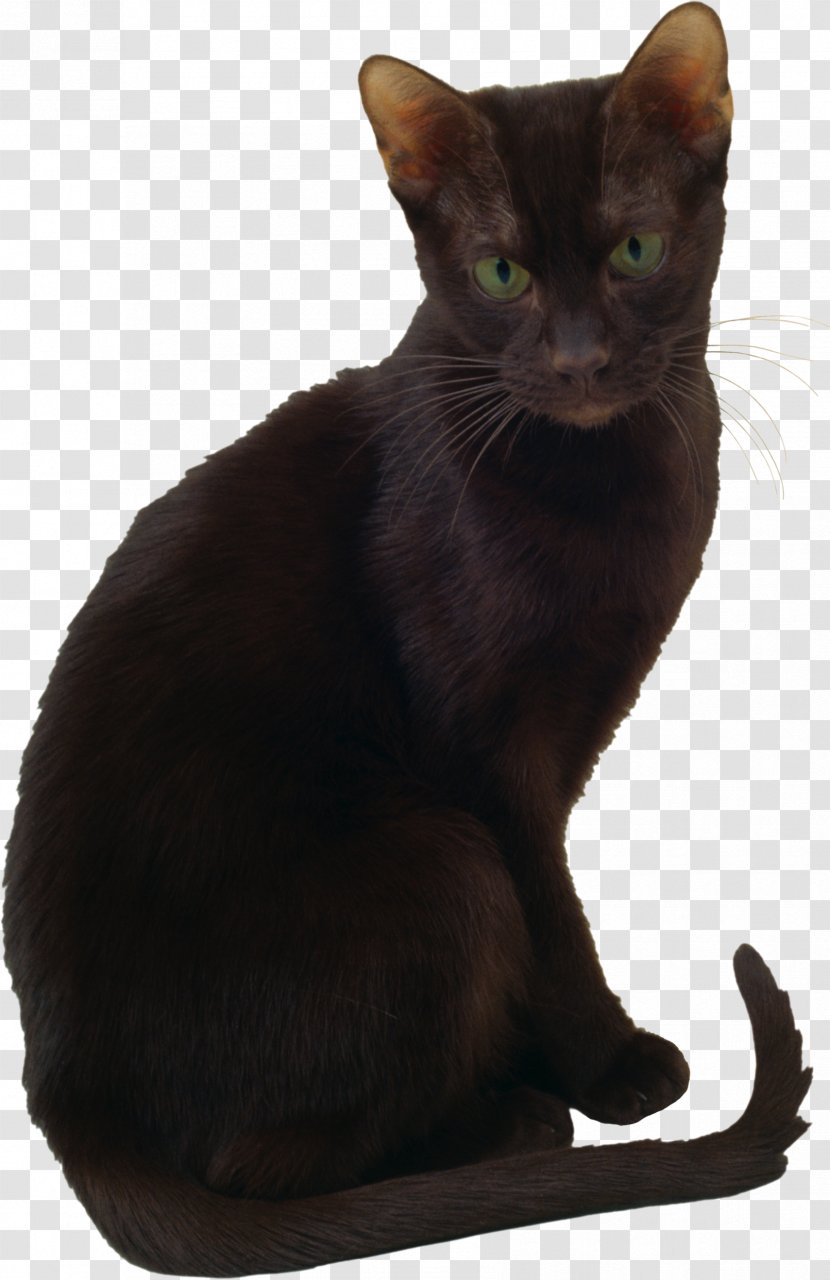 Havana Brown Oriental Shorthair Bombay Cat Korat Burmese - Kitten Transparent PNG
