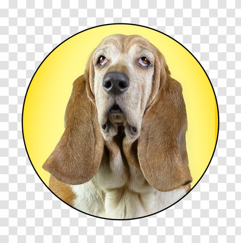 Bloodhound Basset Hound Beagle Dog Breed Chihuahua - Coonhound - Pride Festival Columbus Ohio Transparent PNG