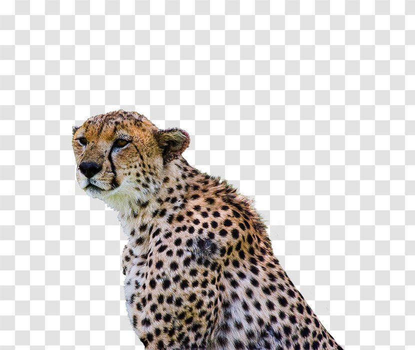 Cheetah Leopard Cat Mount Kilimanjaro Meru - Like Mammal Transparent PNG