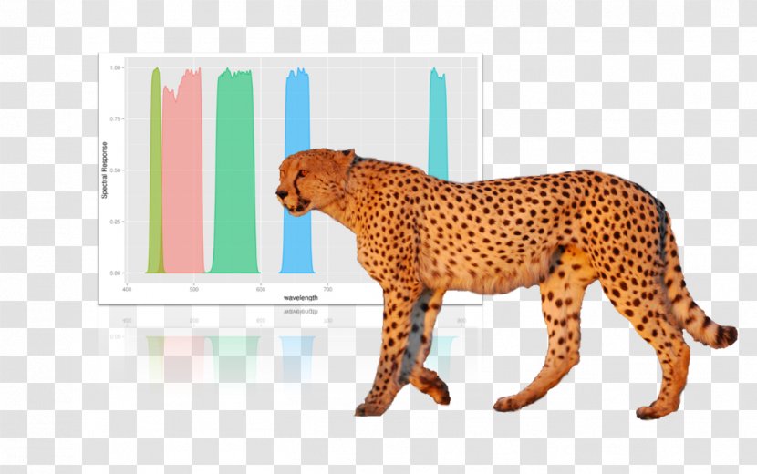 Cheetah Remote Sensing Biodiversity Ecology Conservation - Cat Like Mammal Transparent PNG