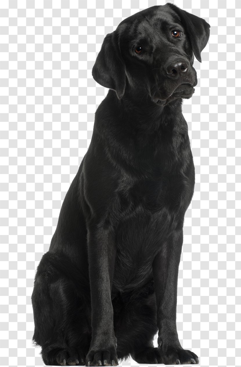 Labrador Retriever Flat-Coated Puppy Dog Breed Companion - Black Lob Transparent PNG