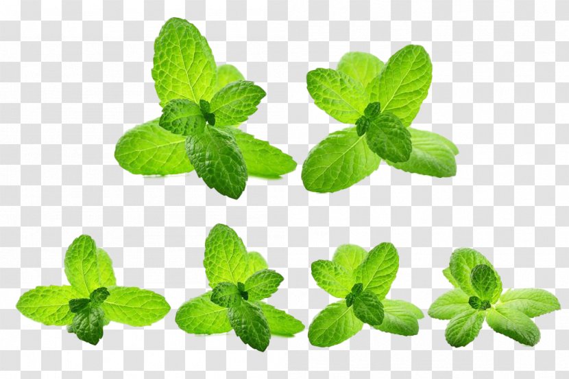 Mentha Spicata Water Mint Green Leaf - Red - Leaves Transparent PNG
