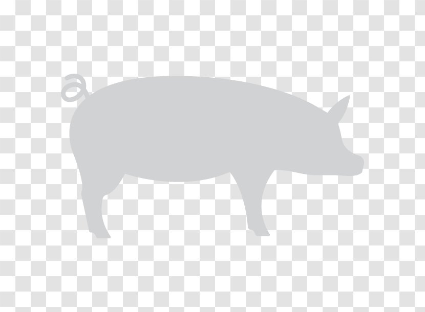 Pig Snout White Wildlife Font - Mammal Transparent PNG