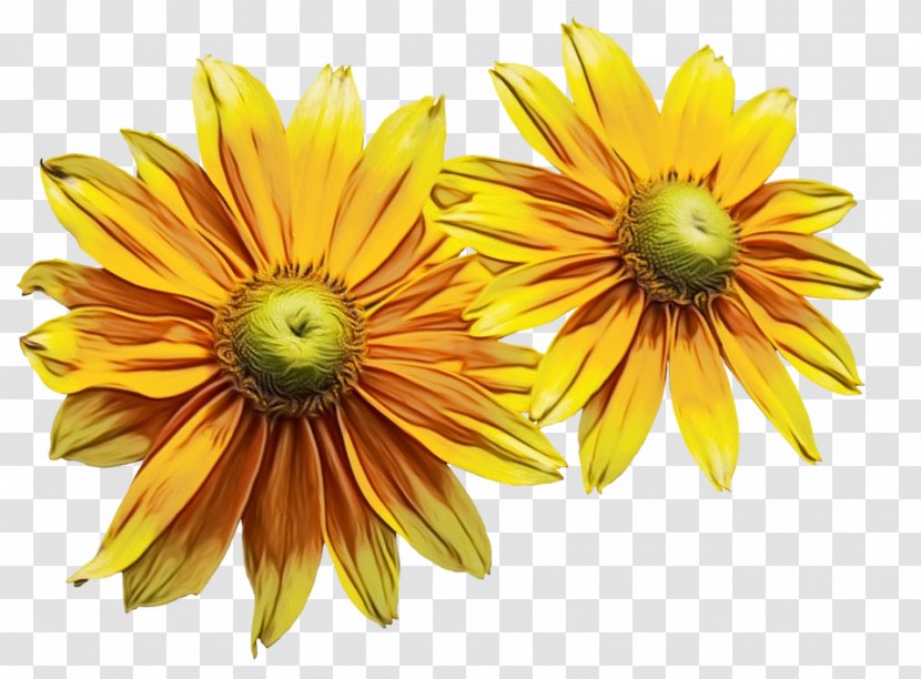 Chrysanthemum Cut Flowers Yellow Petal Sunflower - Asterales - Chrysanths Transparent PNG
