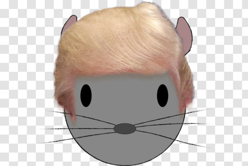 Cat Rat Mouse Whiskers Mammal - Nose - Pleasantly Cool Transparent PNG