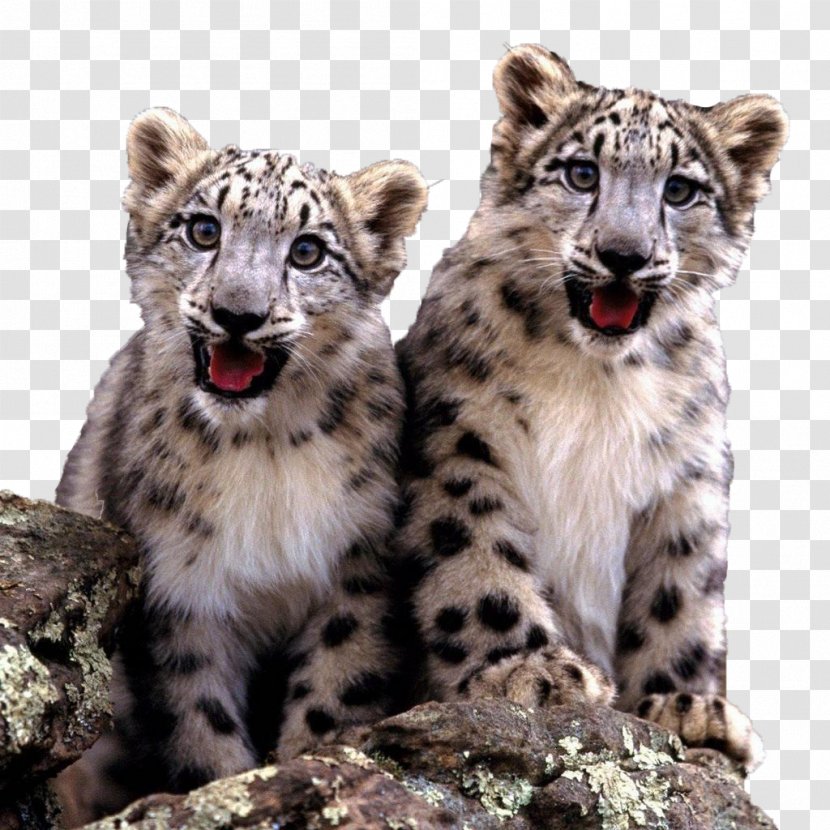 The Snow Leopard Cat Felidae Fact - Panthera - Two Cute Little Cubs Transparent PNG