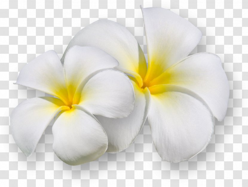 Flower Clip Art - Image Editing - Frangipani Transparent PNG