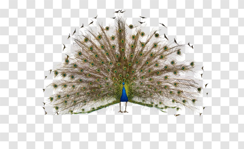 The Charisma Myth Amazon.com Weltbild Publishing Group E-book - Peacock Transparent PNG