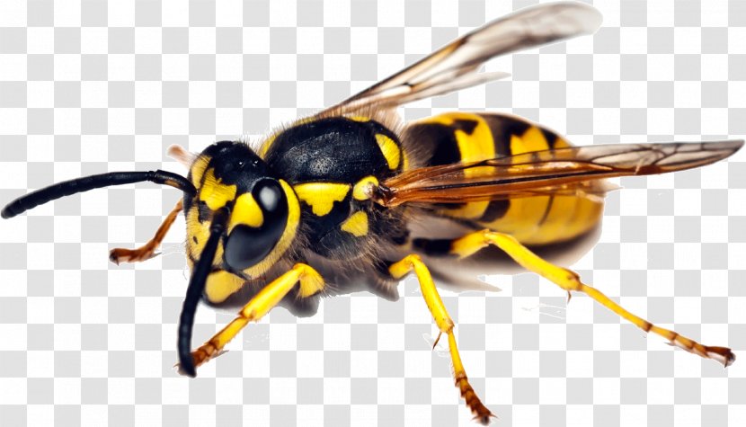 Insect Bee Wasp Pest Control Cockroach - Bites And Stings Transparent PNG