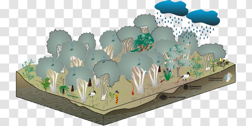 Gum Trees Ecosystem Floodplain Swamp - Heart - Dry Transparent PNG
