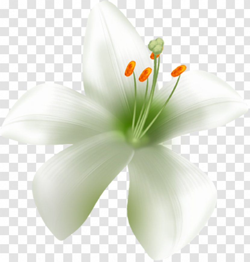 Flower Lilium Auratum Liliaceae Candidum Plant - Lilly Transparent PNG