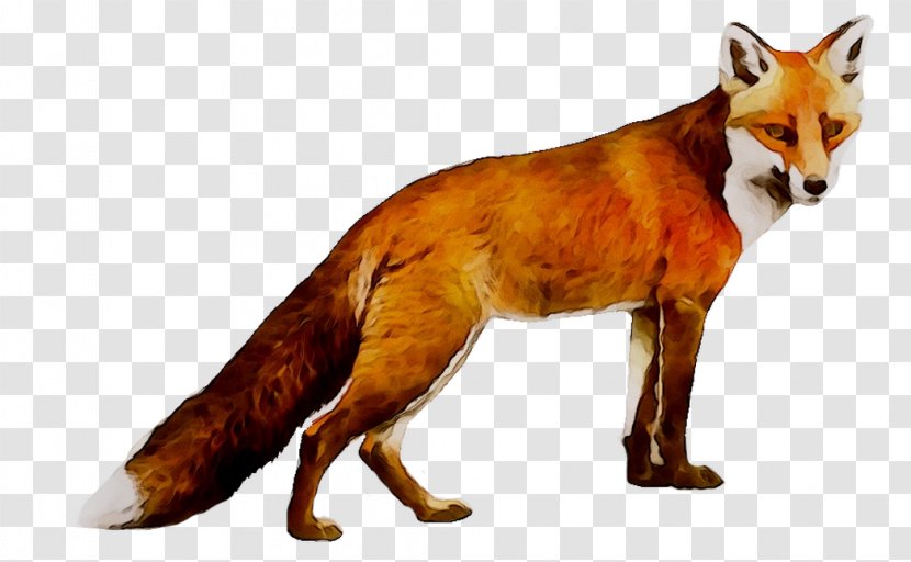 Red Fox Wolf Coyote Dhole - Animal Figure - Carnivore Transparent PNG