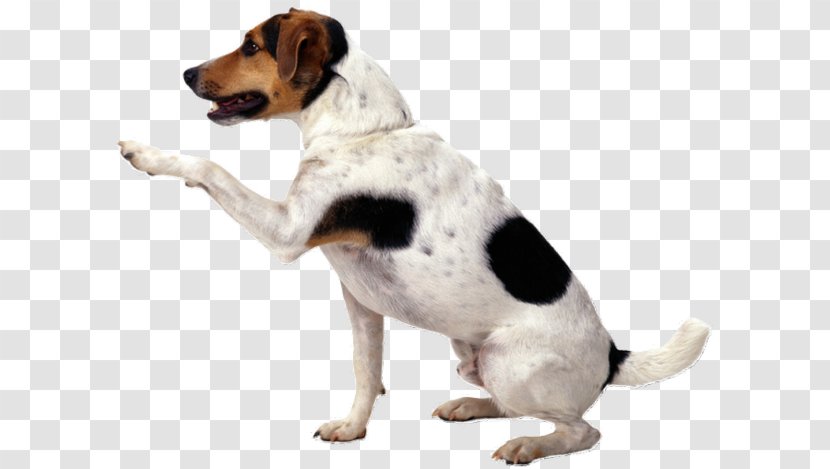 Jack Russell Terrier Puppy Shih Tzu Pet Sitting Cat - Dog Walking Transparent PNG