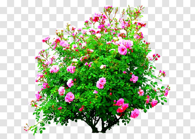 Shrub - Rose Order - Flowerpot Transparent PNG