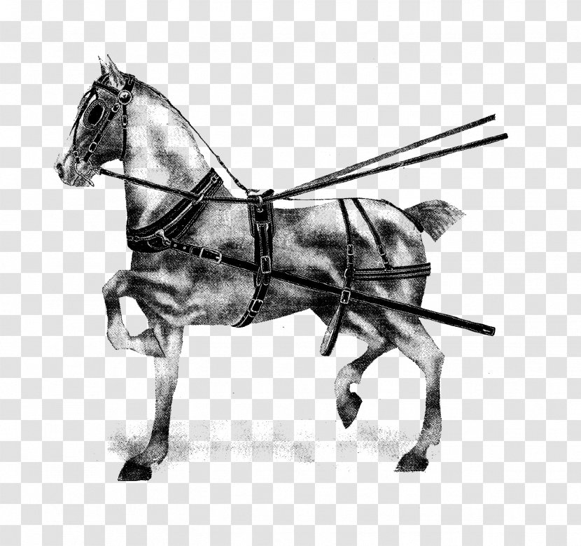 Horse Harnesses Pony English Riding Mane - Supplies - Harness Transparent PNG