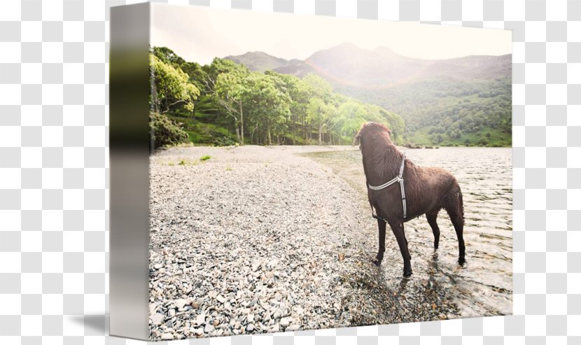 Dog Walking Lake District Stallion - Pasture Transparent PNG