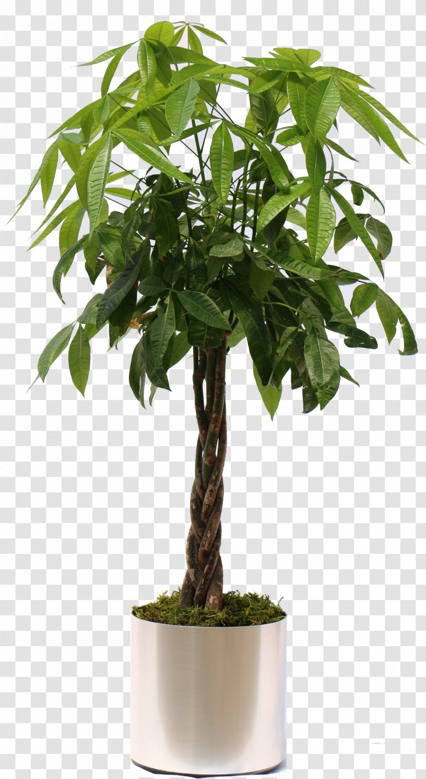 Fiddle-leaf Fig Weeping Guiana Chestnut Houseplant - Money - Tree Transparent PNG