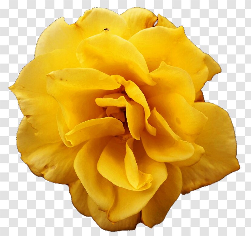 Yellow Flower Rose Transparent PNG