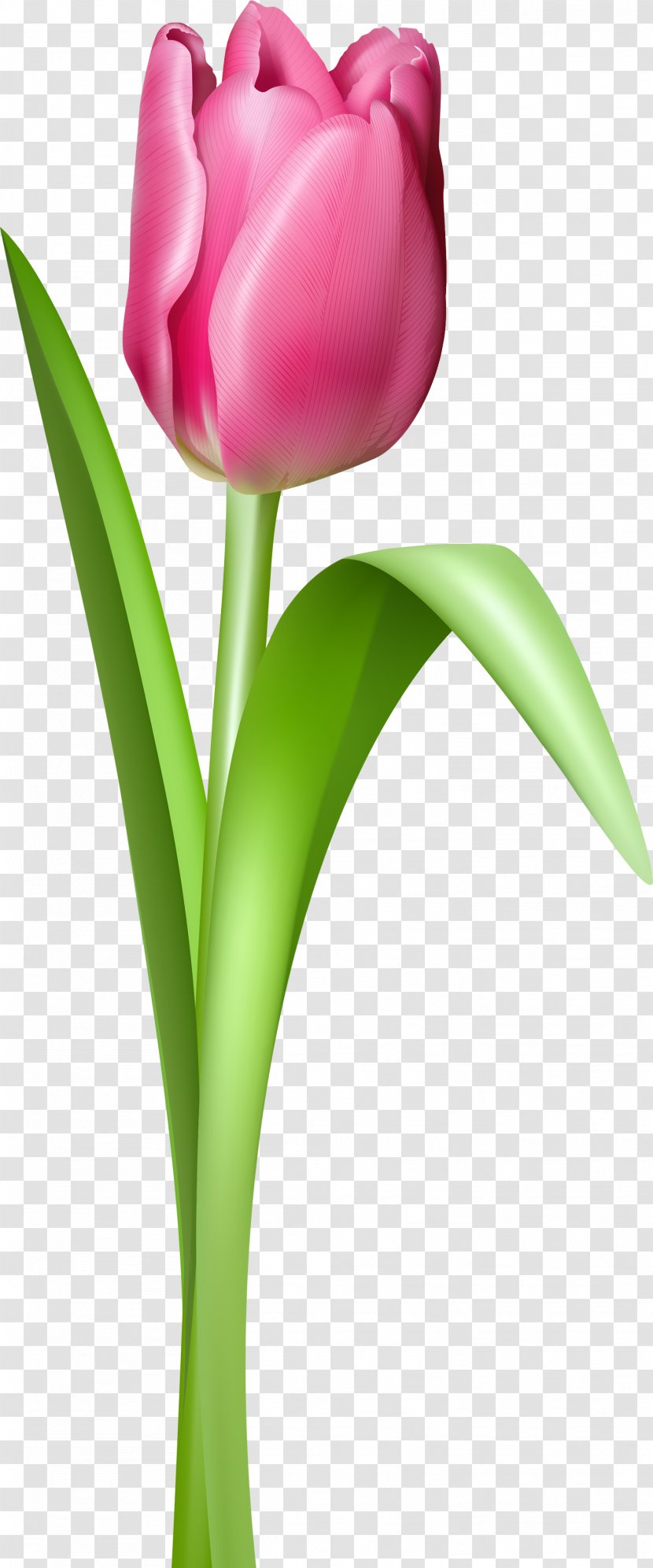 Tulip Clip Art - Plant - Image Transparent PNG
